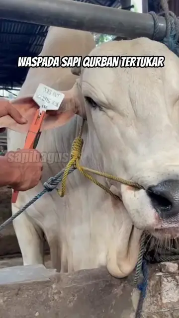Waspada-Sapi-Qurban-Tertukar